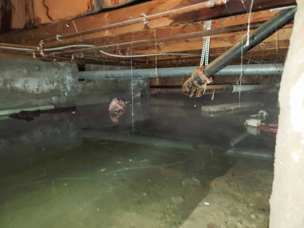 Best Water damage restoration mold remediation  in Newport, DE
