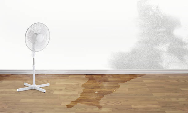 Best Flooded house restoration  in Newport, DE