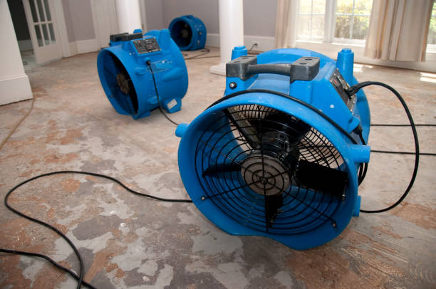 Best Professional water damage repair  in Newport, DE